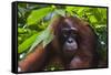 Orangutan (Pongo Pygmaeus) at the Sepilok Orangutan Rehabilitation Center-Craig Lovell-Framed Stretched Canvas