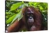 Orangutan (Pongo Pygmaeus) at the Sepilok Orangutan Rehabilitation Center-Craig Lovell-Stretched Canvas