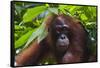 Orangutan (Pongo Pygmaeus) at the Sepilok Orangutan Rehabilitation Center-Craig Lovell-Framed Stretched Canvas