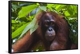 Orangutan (Pongo Pygmaeus) at the Sepilok Orangutan Rehabilitation Center-Craig Lovell-Framed Stretched Canvas