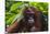 Orangutan (Pongo Pygmaeus) at the Sepilok Orangutan Rehabilitation Center-Craig Lovell-Stretched Canvas