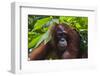 Orangutan (Pongo Pygmaeus) at the Sepilok Orangutan Rehabilitation Center-Craig Lovell-Framed Premium Photographic Print