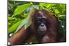Orangutan (Pongo Pygmaeus) at the Sepilok Orangutan Rehabilitation Center-Craig Lovell-Mounted Premium Photographic Print
