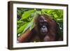 Orangutan (Pongo Pygmaeus) at the Sepilok Orangutan Rehabilitation Center-Craig Lovell-Framed Photographic Print