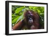 Orangutan (Pongo Pygmaeus) at the Sepilok Orangutan Rehabilitation Center-Craig Lovell-Framed Photographic Print