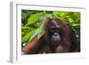 Orangutan (Pongo Pygmaeus) at the Sepilok Orangutan Rehabilitation Center-Craig Lovell-Framed Photographic Print