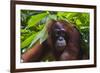 Orangutan (Pongo Pygmaeus) at the Sepilok Orangutan Rehabilitation Center-Craig Lovell-Framed Photographic Print