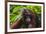 Orangutan (Pongo Pygmaeus) at the Sepilok Orangutan Rehabilitation Center-Craig Lovell-Framed Photographic Print