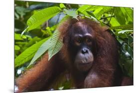 Orangutan (Pongo Pygmaeus) at the Sepilok Orangutan Rehabilitation Center-Craig Lovell-Mounted Photographic Print