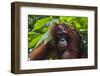 Orangutan (Pongo Pygmaeus) at the Sepilok Orangutan Rehabilitation Center-Craig Lovell-Framed Photographic Print