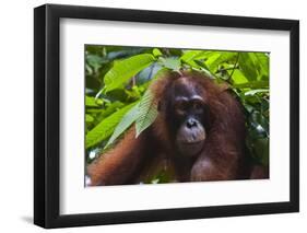 Orangutan (Pongo Pygmaeus) at the Sepilok Orangutan Rehabilitation Center-Craig Lovell-Framed Photographic Print