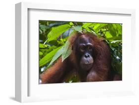 Orangutan (Pongo Pygmaeus) at the Sepilok Orangutan Rehabilitation Center-Craig Lovell-Framed Photographic Print