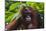 Orangutan (Pongo Pygmaeus) at the Sepilok Orangutan Rehabilitation Center-Craig Lovell-Mounted Photographic Print