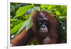 Orangutan (Pongo Pygmaeus) at the Sepilok Orangutan Rehabilitation Center-Craig Lovell-Framed Photographic Print