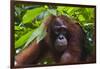 Orangutan (Pongo Pygmaeus) at the Sepilok Orangutan Rehabilitation Center-Craig Lovell-Framed Photographic Print