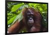 Orangutan (Pongo Pygmaeus) at the Sepilok Orangutan Rehabilitation Center-Craig Lovell-Framed Photographic Print