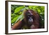 Orangutan (Pongo Pygmaeus) at the Sepilok Orangutan Rehabilitation Center-Craig Lovell-Framed Photographic Print