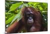 Orangutan (Pongo Pygmaeus) at the Sepilok Orangutan Rehabilitation Center-Craig Lovell-Mounted Photographic Print
