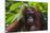 Orangutan (Pongo Pygmaeus) at the Sepilok Orangutan Rehabilitation Center-Craig Lovell-Mounted Photographic Print