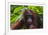 Orangutan (Pongo Pygmaeus) at the Sepilok Orangutan Rehabilitation Center-Craig Lovell-Framed Photographic Print