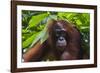 Orangutan (Pongo Pygmaeus) at the Sepilok Orangutan Rehabilitation Center-Craig Lovell-Framed Photographic Print