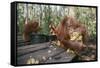 Orangutan Rehabilitation Feeding Station-DLILLC-Framed Stretched Canvas