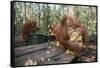 Orangutan Rehabilitation Feeding Station-DLILLC-Framed Stretched Canvas