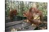 Orangutan Rehabilitation Feeding Station-DLILLC-Stretched Canvas