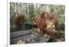 Orangutan Rehabilitation Feeding Station-DLILLC-Framed Photographic Print