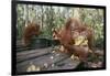 Orangutan Rehabilitation Feeding Station-DLILLC-Framed Photographic Print