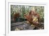 Orangutan Rehabilitation Feeding Station-DLILLC-Framed Photographic Print