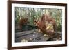 Orangutan Rehabilitation Feeding Station-DLILLC-Framed Photographic Print