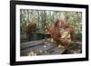 Orangutan Rehabilitation Feeding Station-DLILLC-Framed Photographic Print