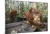 Orangutan Rehabilitation Feeding Station-DLILLC-Mounted Photographic Print
