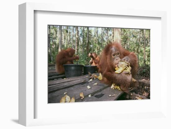 Orangutan Rehabilitation Feeding Station-DLILLC-Framed Photographic Print