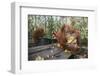 Orangutan Rehabilitation Feeding Station-DLILLC-Framed Photographic Print