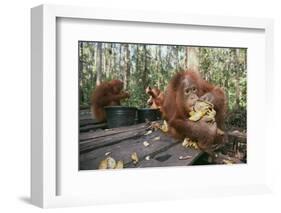 Orangutan Rehabilitation Feeding Station-DLILLC-Framed Photographic Print