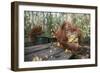 Orangutan Rehabilitation Feeding Station-DLILLC-Framed Photographic Print