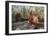 Orangutan Rehabilitation Feeding Station-DLILLC-Framed Photographic Print