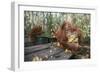 Orangutan Rehabilitation Feeding Station-DLILLC-Framed Photographic Print