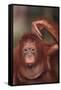 Orangutan Scratching its Head-DLILLC-Framed Stretched Canvas