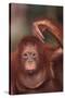Orangutan Scratching its Head-DLILLC-Stretched Canvas