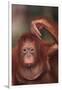 Orangutan Scratching its Head-DLILLC-Framed Premium Photographic Print