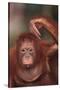 Orangutan Scratching its Head-DLILLC-Stretched Canvas