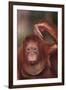 Orangutan Scratching its Head-DLILLC-Framed Photographic Print