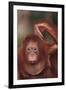 Orangutan Scratching its Head-DLILLC-Framed Photographic Print