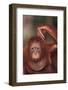 Orangutan Scratching its Head-DLILLC-Framed Photographic Print