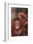 Orangutan Scratching its Head-DLILLC-Framed Photographic Print