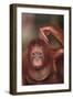 Orangutan Scratching its Head-DLILLC-Framed Photographic Print