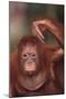 Orangutan Scratching its Head-DLILLC-Mounted Photographic Print